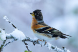 Brambling - Fringilla montifringilla