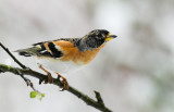 Brambling - Fringilla montifringilla