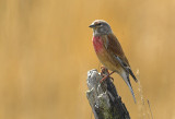 Linnet - Carduelis cannabina