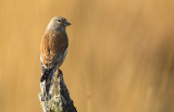 Linnet - Carduelis cannabina