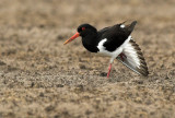 Oystercatcher - Haematopus ostralegus