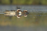 Garganey - Anas querquedula