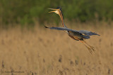 Purple heron - Purperreiger