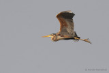 Purple heron - Purperreiger