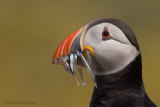 Puffins - Papegaaiduikers