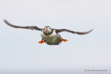 Puffin - Papegaaiduiker