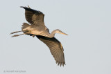 Blue heron - Blauwe reiger