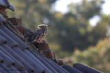 Little Owl - Steenuil