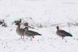 Taiga Bean-Goose - Taigarietgans