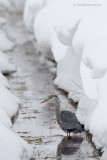 Blue Heron - Blauwe reiger