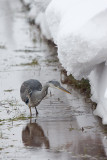 Blue Heron - Blauwe reiger