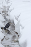 Blue Heron - Blauwe reiger