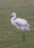 Great Egret - Grote zilverreiger