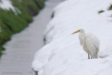 Great Egret - Grote zilverreiger