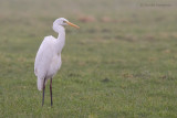 Great Egret - Grote zilverreiger