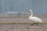 Swans - Zwanen