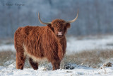 Highland cattle - Schotse hooglander