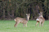 Roe deer - Ree