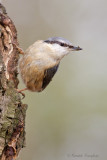 Nuthatch - Boomklever