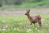 Roe deer - Ree