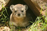 Rock dassie - Clipdas