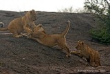 Lion cubs - Leeuwen welpen