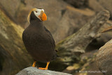 Tufted Puffin - Kuifpapegaaiduiker
