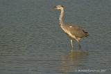 Blue heron - Blauwe reiger