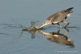 Blue heron - Blauwe reiger
