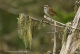 White-throated sparrow - Witkeelgors
