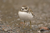 Semipalmated plover - Amerikaanse bontbekplevier