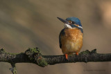 kingfisher - ijsvogel