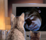 Ray Pettit & The Cats :))~