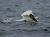 Gannet take off sequence, Ailsa Craig, Ayrshire