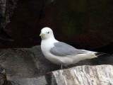 Kittiwake, Ailsa Craig, Ayrshire