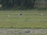 Asian Openbills and a Pond Heron, near Guwahati, India