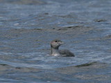 Black-throated Diver, Gourock, Clyde