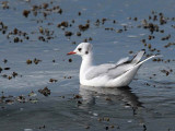 Black-headed Gull, Gourock, Clyde
