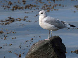 Common Gull, Gourock, Clyde