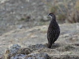 Erckel's Francolin, near Lalibela