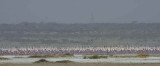 Lesser Flamingo, Lake Abiatta