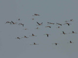 Lesser Flamingo, Lake Abiatta