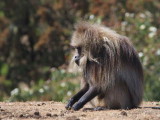 Gelada Baboon, Simien Mountains NP