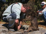 Christian meets a Baboon, Simien Mountains NP