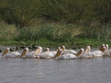 Great White Pelican, Lake Ziway