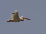 Great White Pelican (leuchistic), Lake Ziway