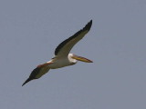 Great White Pelican, Lake Ziway