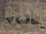 Greater Blue-eared Glossy Starling, Awash NP