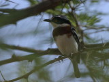 Grey-headed Batis, Awash NP