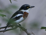 Grey-headed Batis, Awash NP